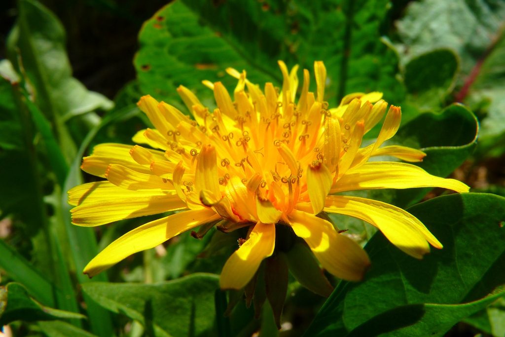 Gelbe Löwenzahnblüte vor gezackten grünen Blättern